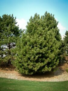 Сосна Чёрная (Pinus Nigra) купить по цене от 270.00р. в интернет-магазине «Посадика» с доставкой почтой в в Нижний Ломове и по всей России – [изображение №1].