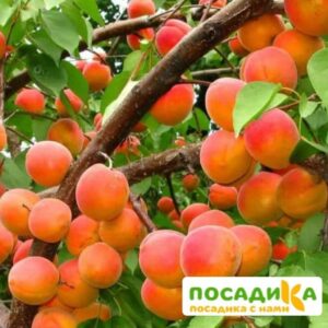 Абрикос Ветеран Севастополя купить по цене от 355р. в интернет-магазине «Посадика» с доставкой почтой в в Нижний Ломове и по всей России – [изображение №1].