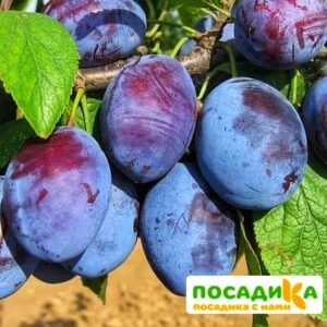 Слива Чачакская ранняя купить по цене от 229.00р. в интернет-магазине «Посадика» с доставкой почтой в в Нижний Ломове и по всей России – [изображение №1].