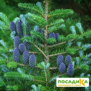 Пихта корейская (Abies koreana) купить по цене от 450.00р. в интернет-магазине «Посадика» с доставкой почтой в в Нижний Ломове и по всей России – [изображение №1].