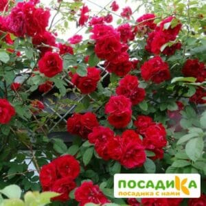 Роза плетистая Амадеус купить по цене от 399.00р. в интернет-магазине «Посадика» с доставкой почтой в в Нижний Ломове и по всей России – [изображение №1].