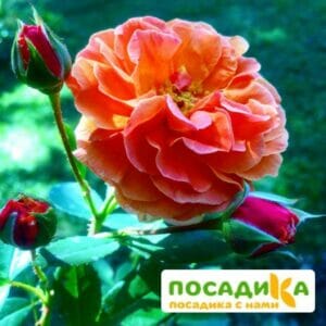 Роза Арабия купить по цене от 350.00р. в интернет-магазине «Посадика» с доставкой почтой в в Нижний Ломове и по всей России – [изображение №1].