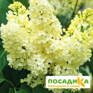 Сирень Примроуз (Primrose) купить по цене от 529.00р. в интернет-магазине «Посадика» с доставкой почтой в в Нижний Ломове и по всей России – [изображение №1].