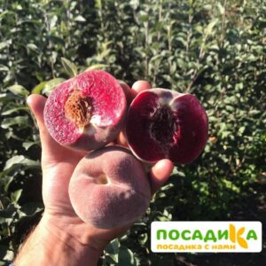 Персики с красной мякотью ЭРИТРОКАРПА купить по цене от 360р. в интернет-магазине «Посадика» с доставкой почтой в в Нижний Ломове и по всей России – [изображение №1].