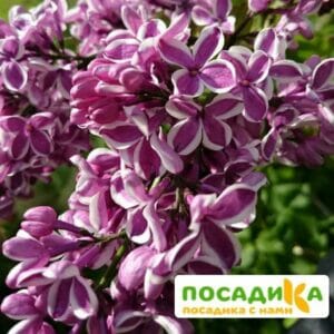 Сирень Сенсация купить по цене от 529.00р. в интернет-магазине «Посадика» с доставкой почтой в в Нижний Ломове и по всей России – [изображение №1].