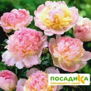 Пион Распберри Сандей (Paeonia Raspberry Sundae) купить по цене от 959р. в интернет-магазине «Посадика» с доставкой почтой в в Нижний Ломове и по всей России – [изображение №1].