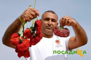 Клубника Гигант Джорнея купить по цене от 266р. в интернет-магазине «Посадика» с доставкой почтой в в Нижний Ломове и по всей России – [изображение №1].