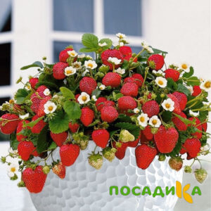 Клубника Рубиновый Шепот (горшечная) купить по цене от 240р. в интернет-магазине «Посадика» с доставкой почтой в в Нижний Ломове и по всей России – [изображение №1].