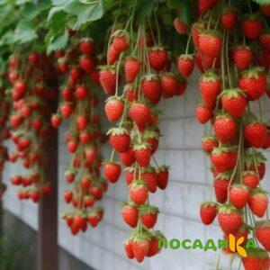 Клубника вьющаяся Комплимент купить по цене от 470р. в интернет-магазине «Посадика» с доставкой почтой в в Нижний Ломове и по всей России – [изображение №1].