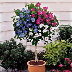 Гибискус-Дерево Триколор купить по цене от 289р. в интернет-магазине «Посадика» с доставкой почтой в в Нижний Ломове и по всей России – [изображение №1].