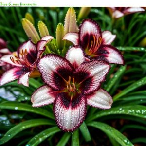 Лилейник Крим Сикл купить по цене от 799р. в интернет-магазине «Посадика» с доставкой почтой в в Нижний Ломове и по всей России – [изображение №1].