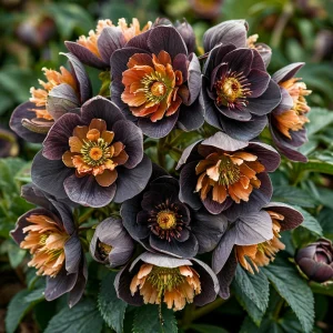 Морозник Блум Айс купить по цене от 499р. в интернет-магазине «Посадика» с доставкой почтой в в Нижний Ломове и по всей России – [изображение №1].