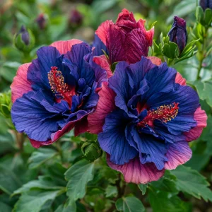 Гибискус Роуз Шайн купить по цене от 360р. в интернет-магазине «Посадика» с доставкой почтой в в Нижний Ломове и по всей России – [изображение №1].