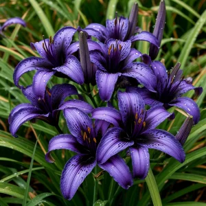 Лилейник Блю Айрис купить по цене от 324р. в интернет-магазине «Посадика» с доставкой почтой в в Нижний Ломове и по всей России – [изображение №1].