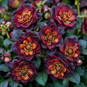 Морозник Сноу Дроп купить по цене от 348р. в интернет-магазине «Посадика» с доставкой почтой в в Нижний Ломове и по всей России – [изображение №1].