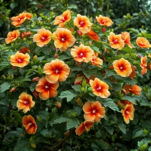 Гибискус Кристал Рэй купить по цене от 458р. в интернет-магазине «Посадика» с доставкой почтой в в Нижний Ломове и по всей России – [изображение №1].