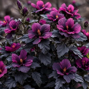 Гибискус Корал Чарм купить по цене от 271р. в интернет-магазине «Посадика» с доставкой почтой в в Нижний Ломове и по всей России – [изображение №1].