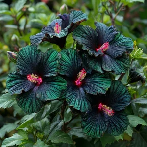 Гибискус Пикок Плюм купить по цене от 490р. в интернет-магазине «Посадика» с доставкой почтой в в Нижний Ломове и по всей России – [изображение №1].