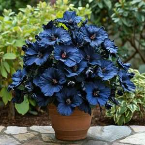 Гибискус Селестиал Флейм купить по цене от 326р. в интернет-магазине «Посадика» с доставкой почтой в в Нижний Ломове и по всей России – [изображение №1].