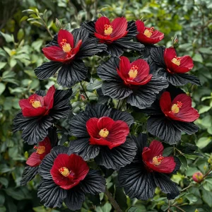 Гибискус Ройял Афеа купить по цене от 460р. в интернет-магазине «Посадика» с доставкой почтой в в Нижний Ломове и по всей России – [изображение №1].