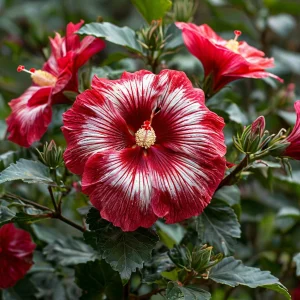 Гибискус Пурпл Мистик купить по цене от 360р. в интернет-магазине «Посадика» с доставкой почтой в в Нижний Ломове и по всей России – [изображение №1].