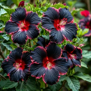 Гибискус садовый Файер Дэнсер купить по цене от 450р. в интернет-магазине «Посадика» с доставкой почтой в в Нижний Ломове и по всей России – [изображение №1].